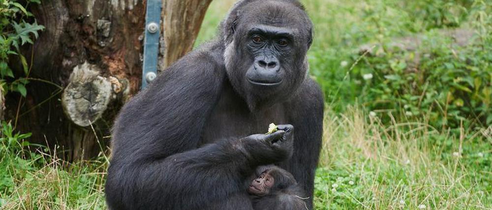 Nachwuchs im Krefelder Zoo: Bereits am 14. Juli hat Gorilla-Frau "Muna" ihren Jungen geboren.