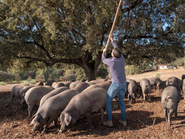Der "Vareando" klopft mit langem Stock die Eicheln aus den Ästen - eine willkommene Abwechslung für die Iberico Schweine und zusätzlicher Futteranreiz 