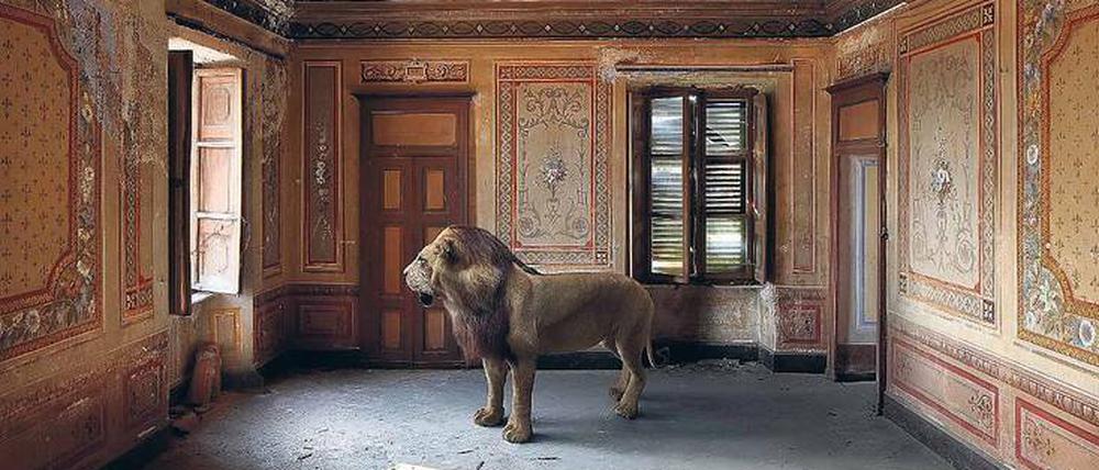 Ewiger Herrscher. Der Löwe in dieser italienischen Villa ist eines der wenigen Tiere, die ausgestopft fotografiert wurden.