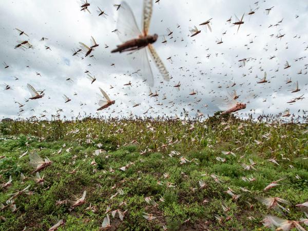 Schwärme von Wüstenheuschrecken fliegen über einem Feld. 