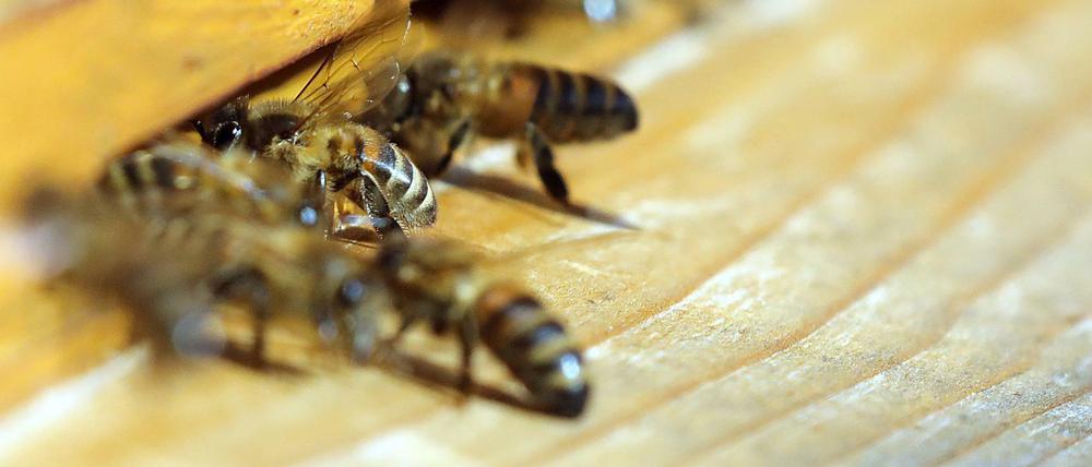 Honigbienen fliegen einen Bienenstock an und bringen die Frühjahrstracht ein.