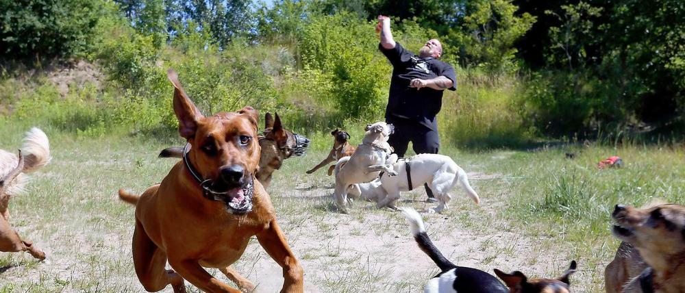 Action: Der Dogwalker und seine Freunde.