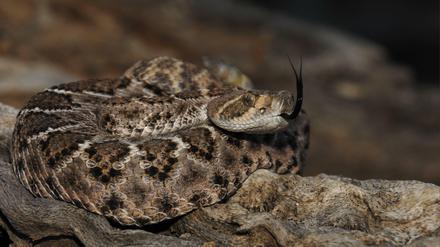 Ganz schön bissig. Rattlesnakes sind für die höchste Zahl der Schlangenbissopfer in den südlichen USA verantwortlich.