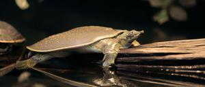 Weicher Panzer und Schwimmflossen. Die Papua-Weichschildkröten bevölkern bereits seit Millionen von Jahren den Planeten.