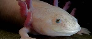 Das ewige Kind. Weil seine Schilddrüse bestimmte Hormone nicht ausschüttet, bleibt der Axolotl eine Dauerlarve.