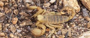 Achtung giftig! Gerade mal ein paar Zentimeter ist der gelbe Mittelmeer-Skorpion groß, aber sein Stich kann tödlich sein.