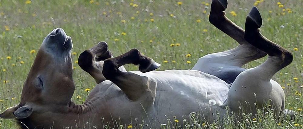 Endlich wieder zu Hause. Dieses Przewalski-Pferd aus dem Prager Zoo wurde 2016 in der Mongolei, seiner ursprünglichen Heimat ausgewildert.
