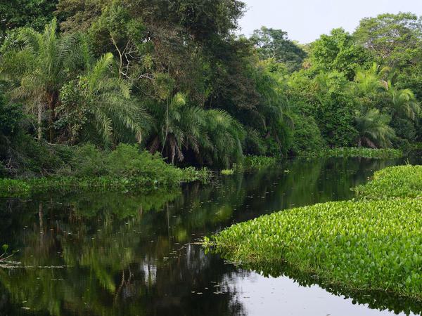 Das Pantanal (Mato Grosso, Brasilien) ist eines der größten Binnenland-Feuchtgebiete der Erde und zählt zum Unesco-Welterbe.