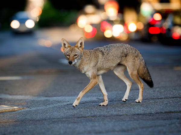 Wildtiere kommen dem Menschen in Städten immer näher - wie dieser Kojote in San Francisco.