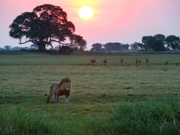 Ein Löwe streift um das Shumba Camp in Sambia.