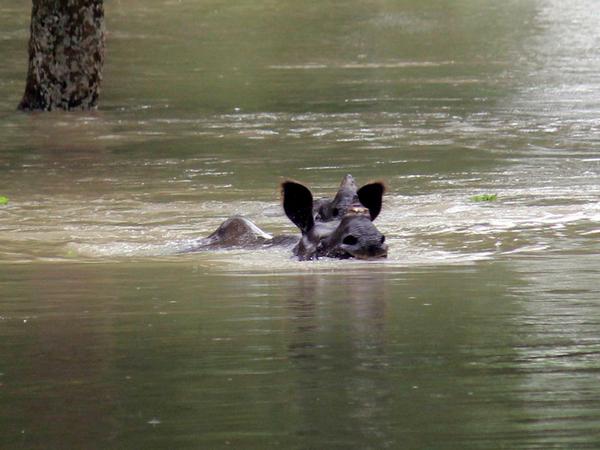 Ein indisches Nashorn schwimmt durch den nach dem Monsun überfluteten Kaziranga-Nationalpark in Assam. 
