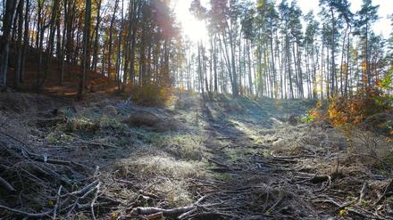 Auf dem Holzweg. In der Feldberger Seenlandschaft hat man zu dieser Jahreszeit den Wald fast für sich allein.