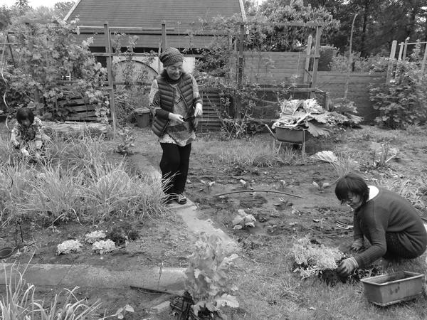 In ihrem Garten zieht Jinok Kim-Eicken Kräuter wie Sesamblätter und Gemüse, die es in Berlin nicht zu kaufen gibt 