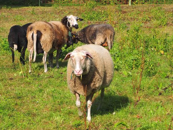 Die Schafe vom Milchhof Pimpinelle. 