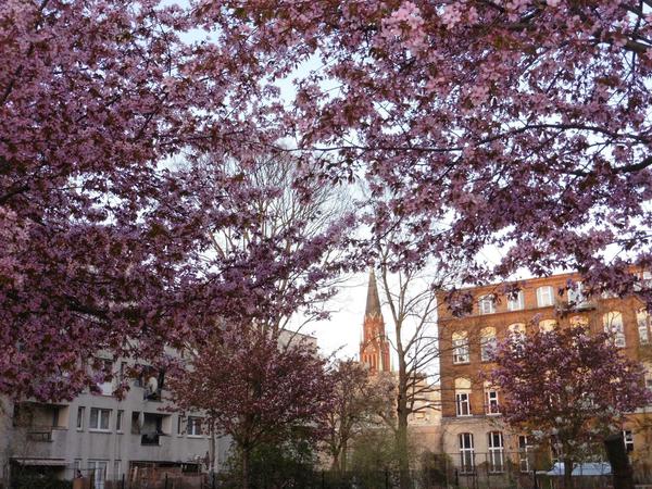 Kirschblüten zwischen Soldiner Straße und Gotenburger Steg.