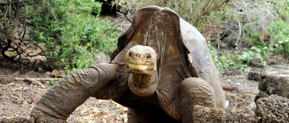 Die älteste bekannte Riesenschildkröte starb im Alter von 176 Jahren.