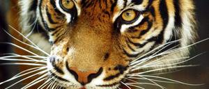 Der Sumatra-Tiger in Indonesien steht nach Befürchtung der Umweltstiftung WWF unmittelbar vor dem Aussterben. 