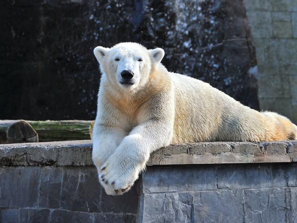 Eisbär im Rostocker Zoo.