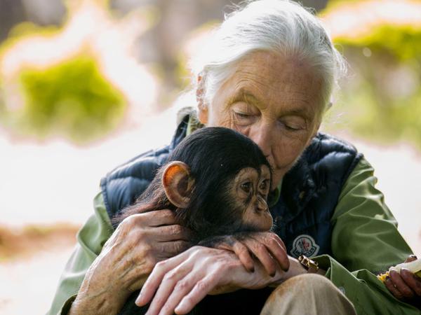 Jane Goodall und ein Schimpanse in Uganda.