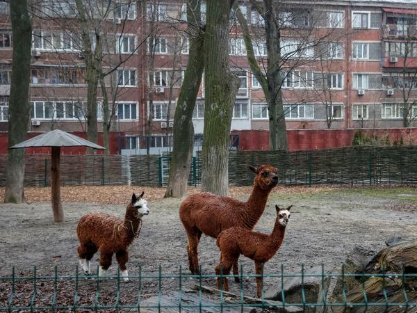 Alpakas im Zoo von Kiew am 03.03.22.