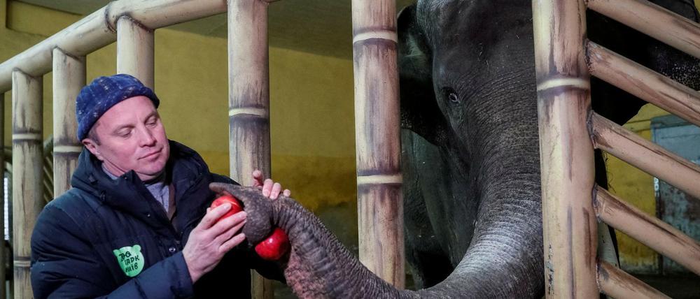 Zoodirektor Kirill Trantin füttert einen 17-jährigen Elefanten.