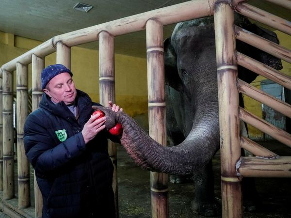 Zoodirektor Kirill Trantin füttert einen 17-jährigen Elefanten.