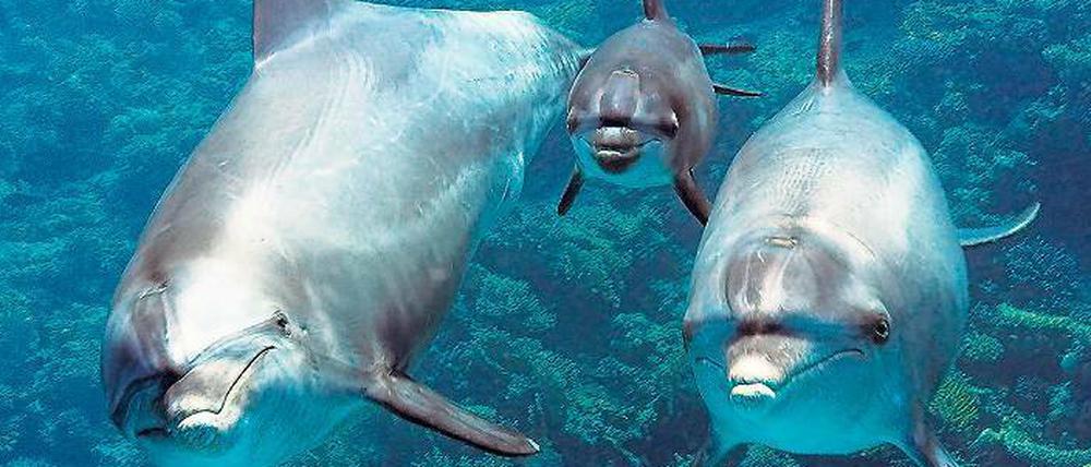 64 Dreh-Teams auf 125 Expeditionen in allen Ozeanen, auch bei Delfinen. Dank moderner Technik werden die Bilder immer schärfer.