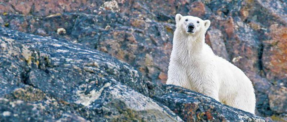 Das schwindende Eis verkürzt die Jagdsaison für Eisbären immer mehr. 