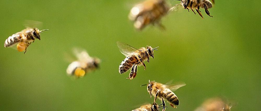 Technische Blickwinkel. Jakob Vicari beschäftigt sich mit twitternden Bienen.