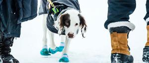 Anit-Doping-Hund Molly im Einsatz in Schweden, Sundsvall.