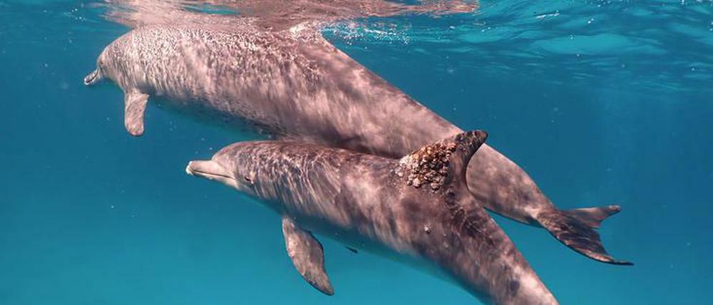 Delfine orientieren sich am Geschmack des Urins, um Artgenossen zu erkennen.