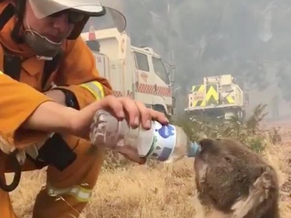 Die australische Feuerwehr versorgte Koalas mit Trinkwasser während des Buschfeuers im Jahre 2019.