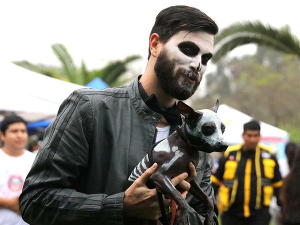 Halloween geht auch in der Hundeschule - hier in Peru.