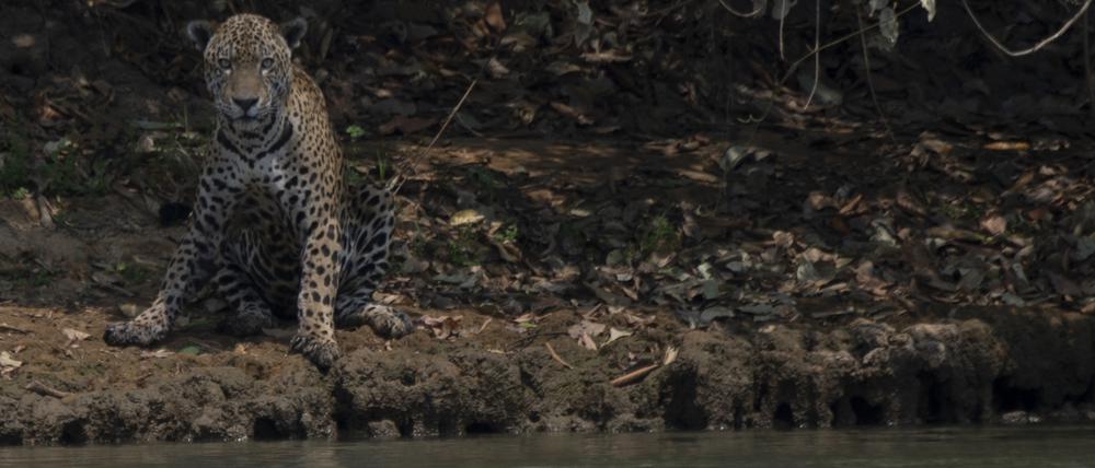 Dieser verletzte Jaguar hat sich an ein Flussufer gerettet, wo er von Flammen geschützt ist.