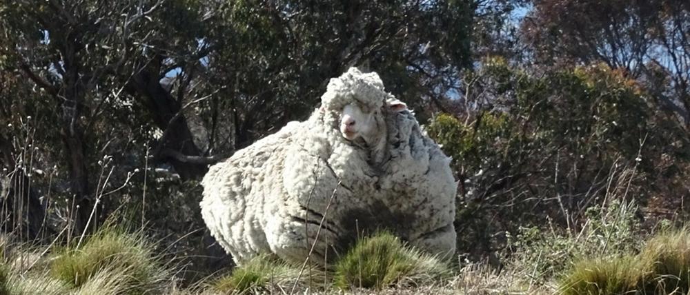 Da ist wohl dringend eine Schur nötig: Dieses Merino-Schaf in Australien wirkt durch die viele Wolle vier bis fünf Mal größer als gewöhnlich - sogar das Leben des Tieres ist bedroht. Der australische Landesmeister im Scheren soll sich nun um das Schaf kümmern.