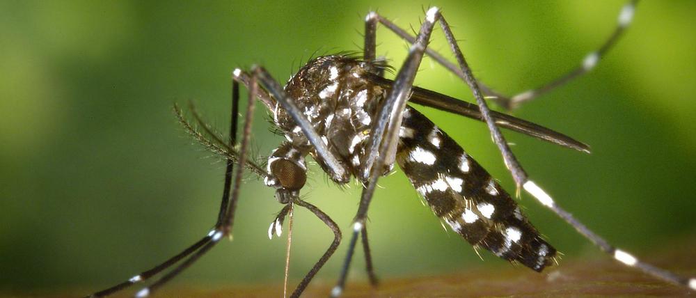 Eine weibliche Asiatische Tigermücke (Aedes albopicts). 