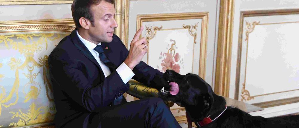 Der frühere Rettungshund hatte 2017 bei Macron ein neues Zuhause gefunden.