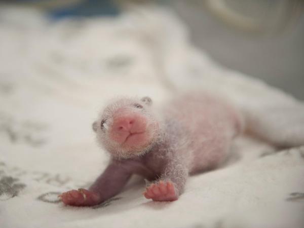 Da fehlte noch Fell: So sah eines beiden Panda-Jungtiere knapp zwei Wochen nach der Geburt aus.