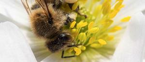 Bienen in Gefahr. Es gibt vieles, was den Insekten zusetzt - auch Pestizide. 