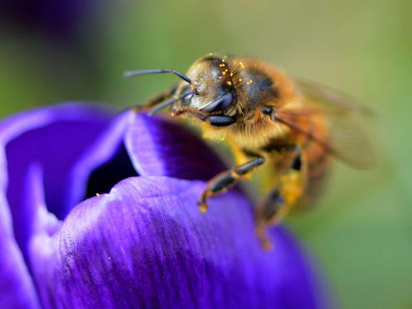 Stadtbiene schlägt Landbiene: Die ist nicht fauler, sie findet in den Landschaften der Agrarwirtschaft weniger Nahrung und mehr Gift als in Kleingärten und Parks.