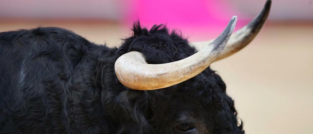Stierkampf verliert in Spanien immer mehr Anhänger, viele Regionen verbieten die Spektakel. 