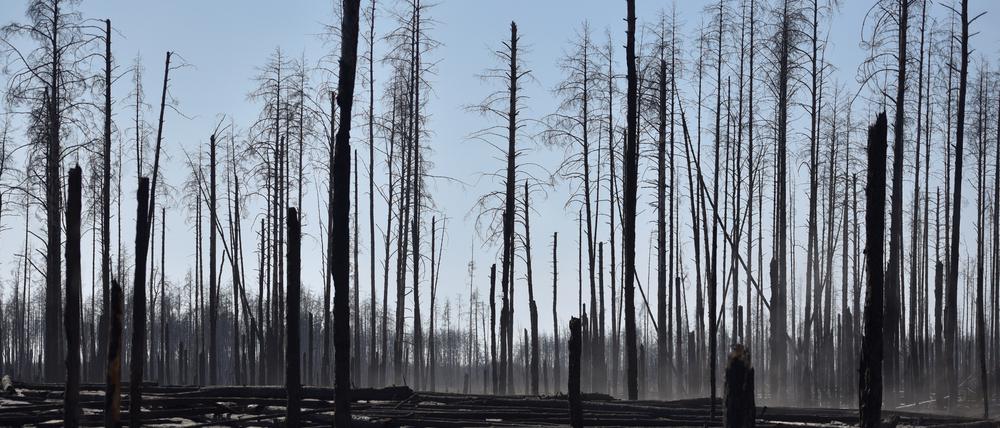 Verbrannte Bäume in der Sperrzone um Tschernobyl. Zehn Tage lang wüteten hier schwere Waldbrände. 