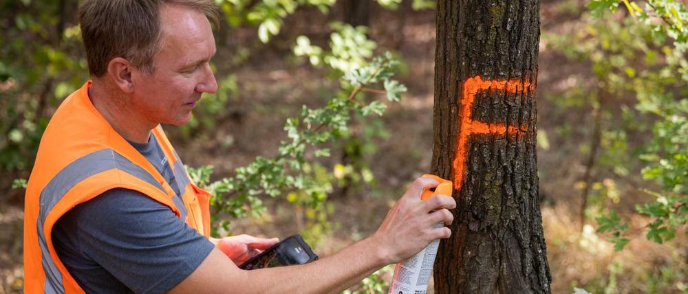 Jürgen Harm, Forstwirt und Baumkontrolleur bei der Bahn, markiert neben einer Bahnstrecke einen Baum. 