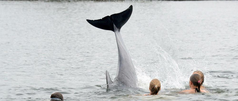 So etwas sieht der Badegast an der Ostsee (noch) nicht alle Tage: Ein Delfin in der Kieler Bucht.
