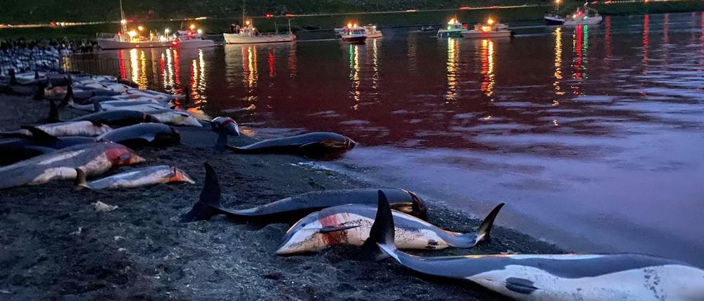 Auf den Faröer Inseln wurden mehr als 1400 Delfine gejagt und getötet.