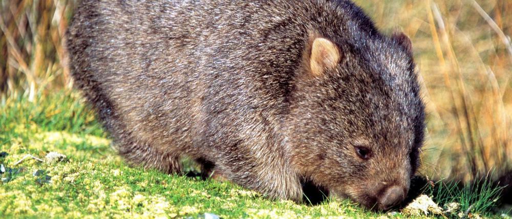 Einen Wombat wie diesen hat in Australien ein Mann durch Steinwürfe getötet. Ein anderer filmte ihn dabei. 