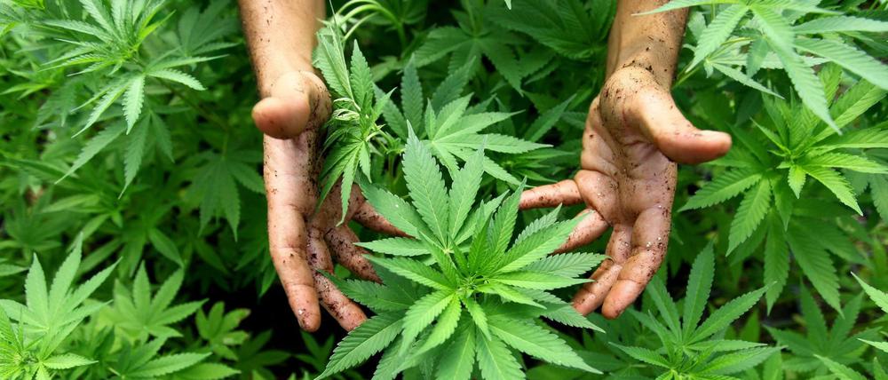 Cannabis-Pflanzen sollen in Kleinstmengen für den Eigenbedarf in Italien künftig angebaut werden dürfen. 