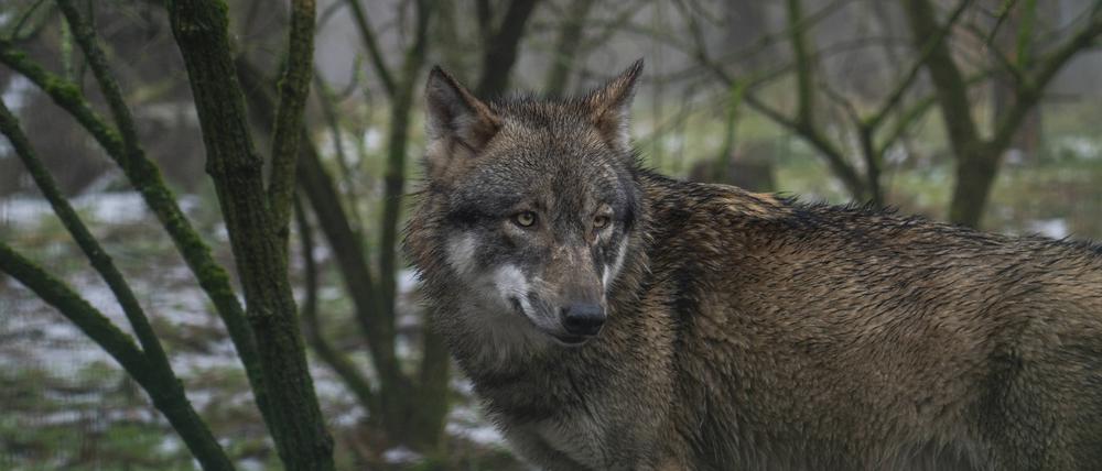 Ein Wolf hat in einem sogenannten Filmtier- und Kontaktzoo im niedersächsischen Eschede einen Achtjährigen gebissen und leicht verletzt (Symbolbild).