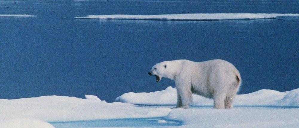 Die Behörden warnen regelmäßig vor der Gefahr, die von Eisbären ausgeht.