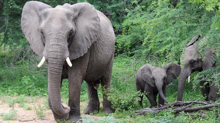 Afrikanische Elefanten sind trotz des Banns weiterhin von Wilderern bedroht.